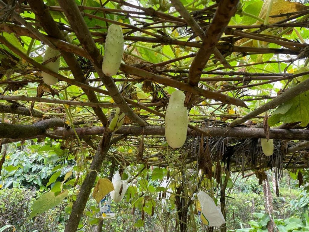 New Organic Home Stay Mudigere Esterno foto