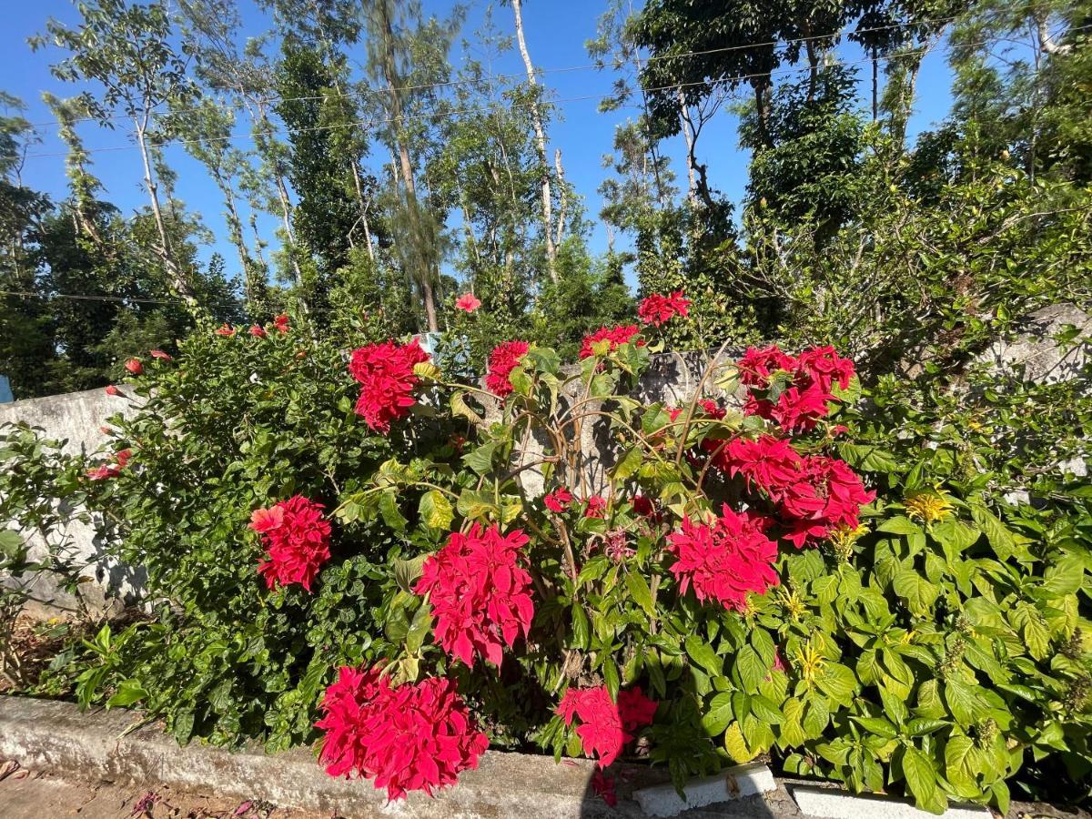 New Organic Home Stay Mudigere Esterno foto